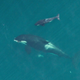 Illustration for article titled Drone Captures First-Ever Aerial Photos Of Nursing Orca Calf